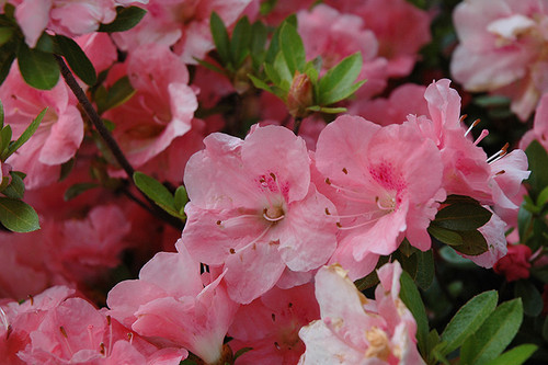 Azalea 'Hilda Niblett' 3G