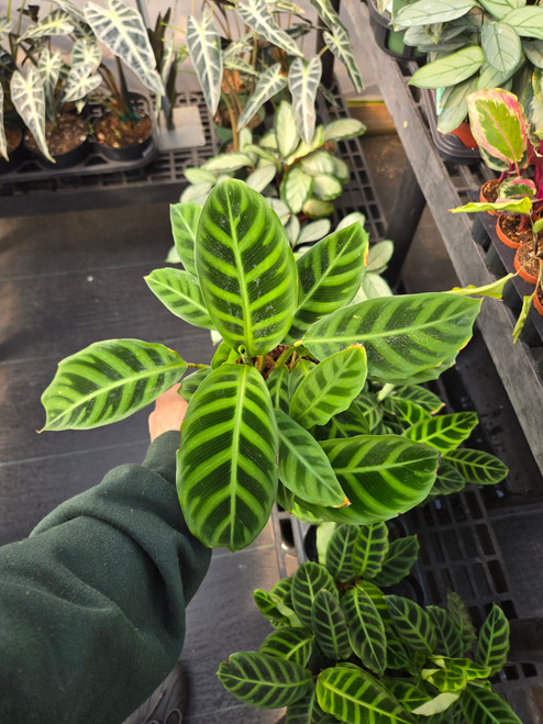 Calathea Asst 4in 8117