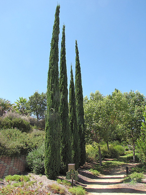Italian Cypress 15G