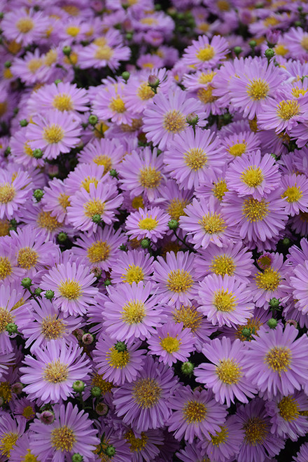 Aster 'Kickin Pink Chiffon' 1G