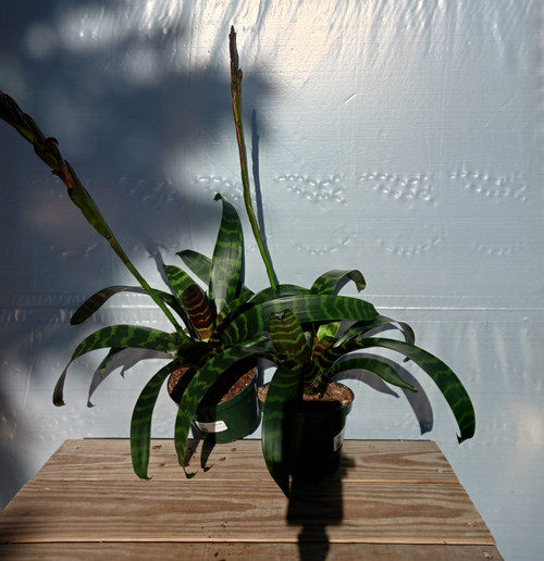 Bromeliad 6in