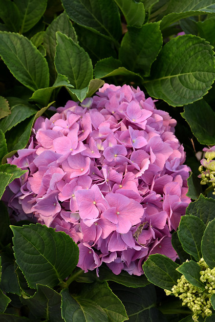 Hydrangea m. 'LA Dreamin' 2G