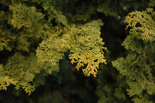 Hinoki Cypress Slender 3G