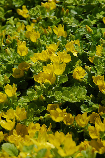 Accent 'Creeping Jenny' 3.5in