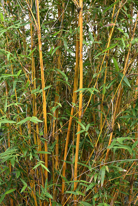 Bamboo 'Alphonse Karr' 7G