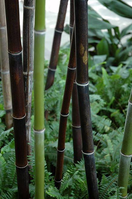 Bamboo 'Kyoshi' 3G