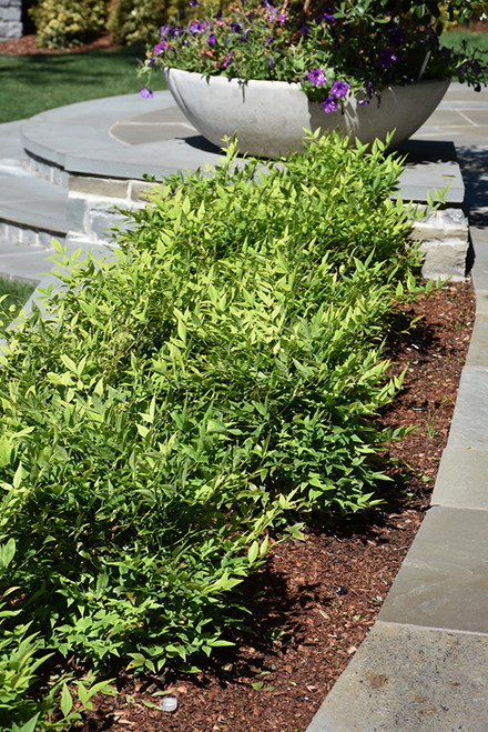 Nandina 'Lemon Lime' 3G