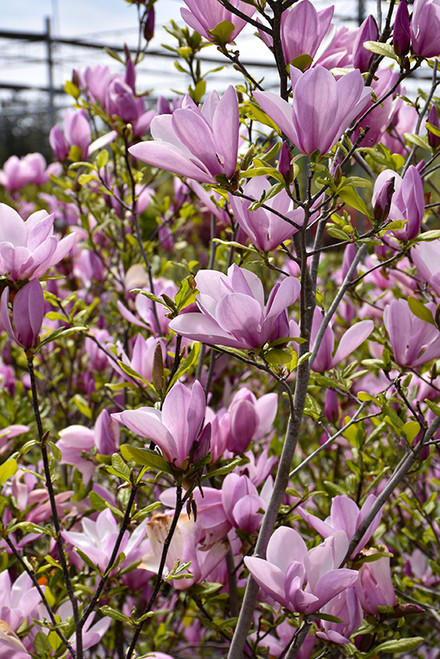 Magnolia DIS 'Jane' 3G