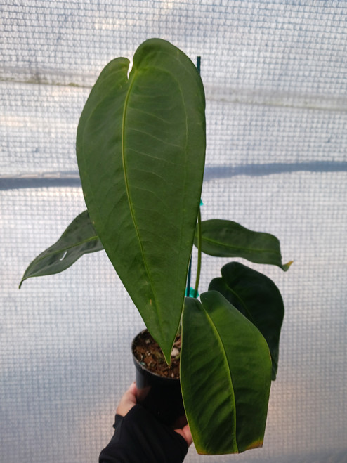 Anthurium pallidiflorum 4in