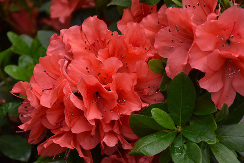 Azalea Encore 'Sunset' 3G