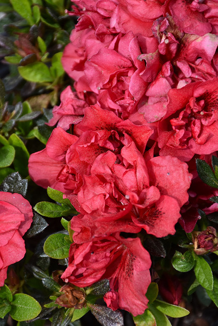 Azalea Encore 'Fire' 3G Azalea Encore 'Fire' 3G