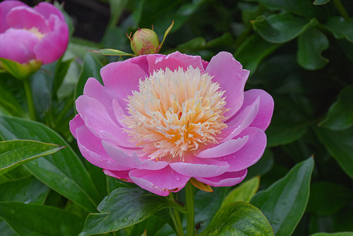 Peony 'Bowl of Beauty' 2G