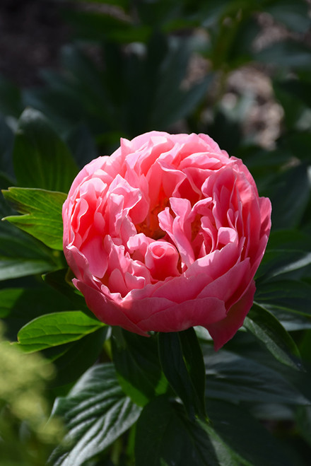 Peony 'Pink Hawaiian Coral' 2G