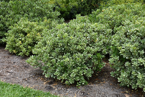 Pittosporum 'Wheeler's Dwarf'3