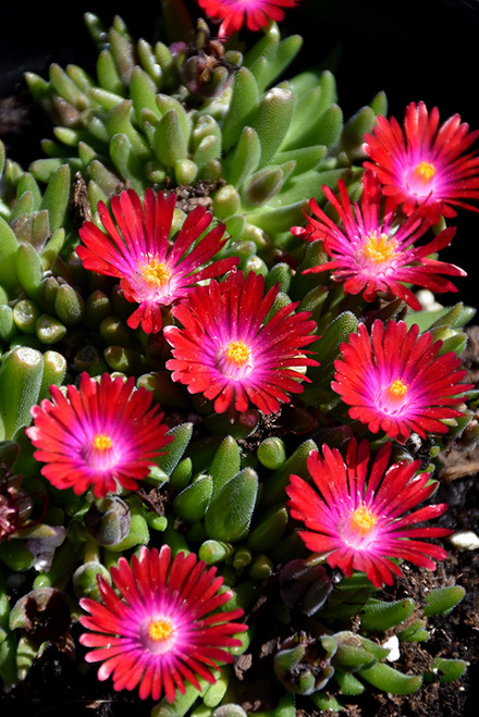 Ice Plant JOD 'Garnet' TT4.5in