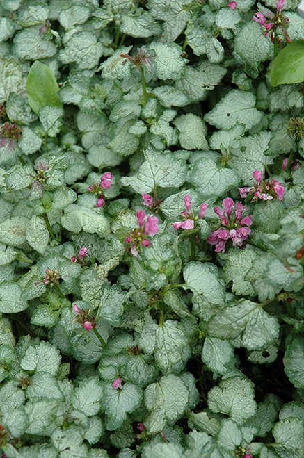 Lamium 'Beacon Silver' TT4.5in