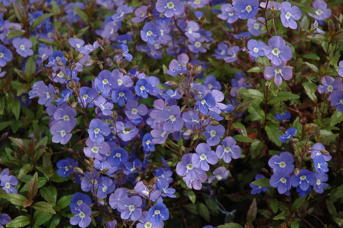 Veronica 'Georgia Blue TT4.5in