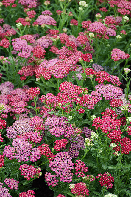 Achillea N/V 'Red' 1G