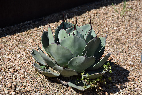 Agave Parry's 15G