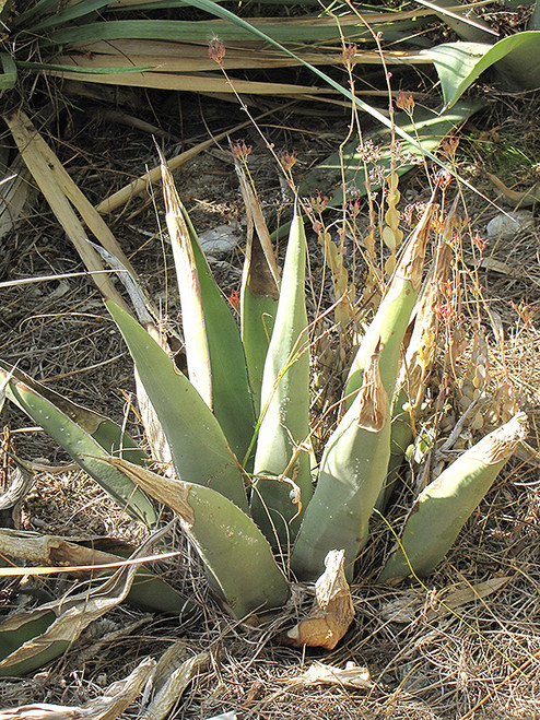 Agave Sharkskin 15G