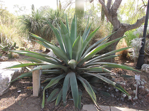 Agave Weber's 3G