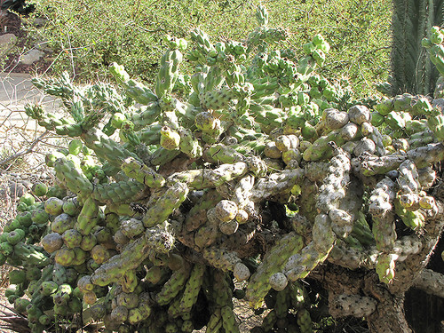 Cactus Tree Cholla 2G