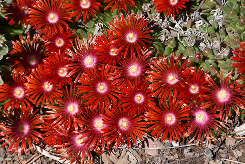 Ice Plant 'Red Mtn Flame' 1G