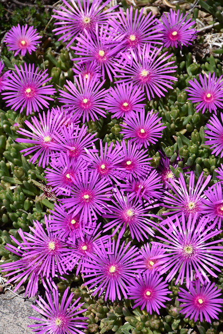 Ice Plant Purple 1G