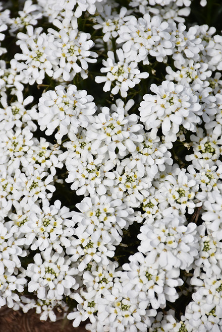 Candytuft 'Snowsation' QT