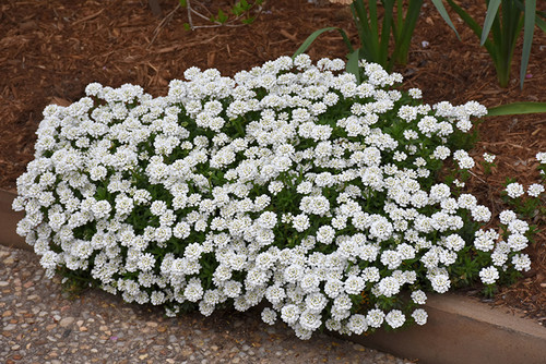 Candytuft 'Snowball' QT