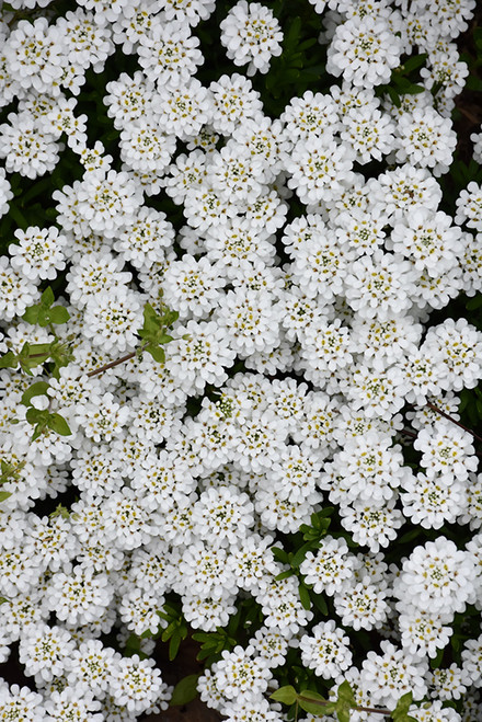 Candytuft 'Snowflake' 1G