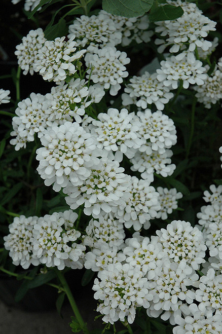 Candytuft 'Alexander's Whi' 1G