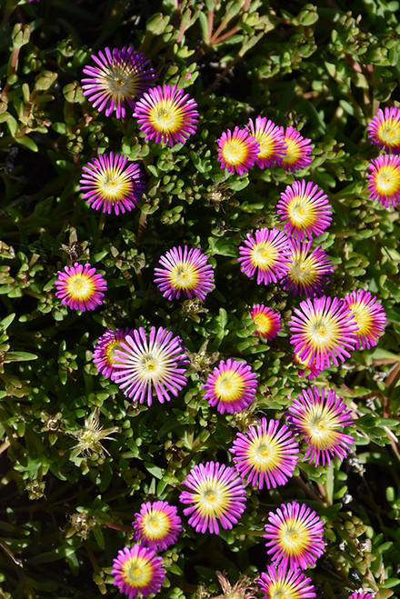 Ice Plant WOW 'Hot Pink' 1G