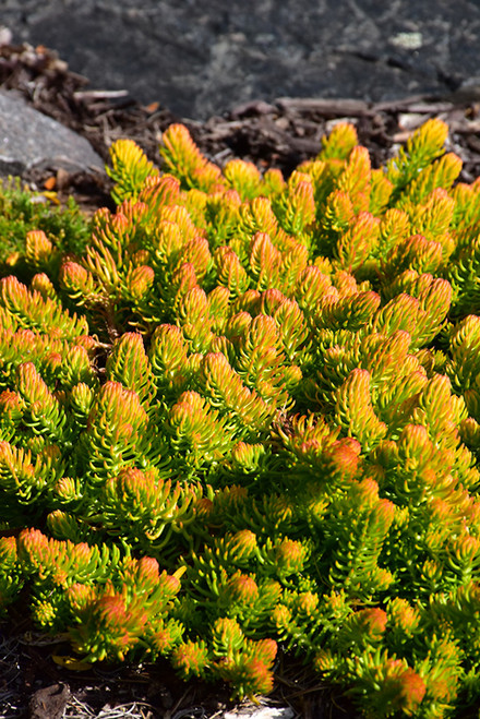 Sedum 'Angelina' GG3.5in