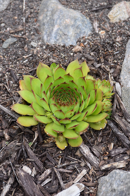 Hens&Chicks 'Sunset' QT