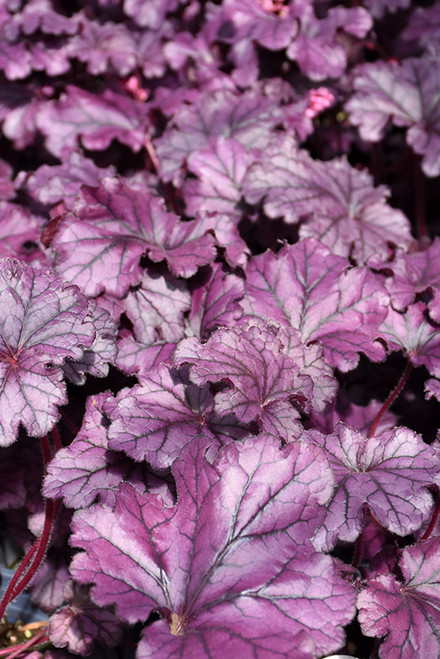 Heuchera 'Forever Purple' 1G