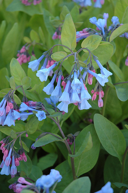 Virginia Blue Bells Bulb