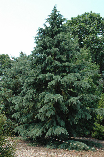 Cedar Deodar 5Gsmall