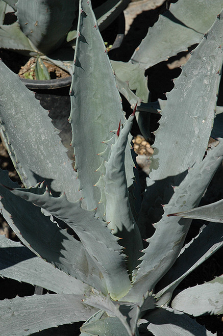 Agave amer. 'Blue Century' 7G