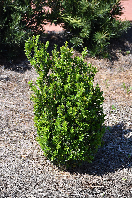 Boxwood 'Baby Gem' 3G