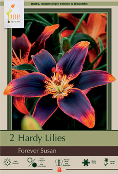 Asiatic Lily 'Forever Susan' B