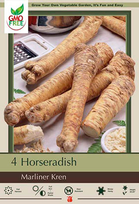 Horseradish Bulb