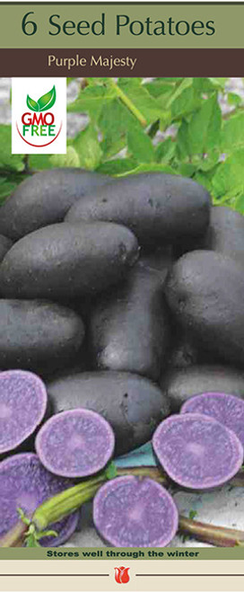 Potato 'Purple Majesty' Bulb