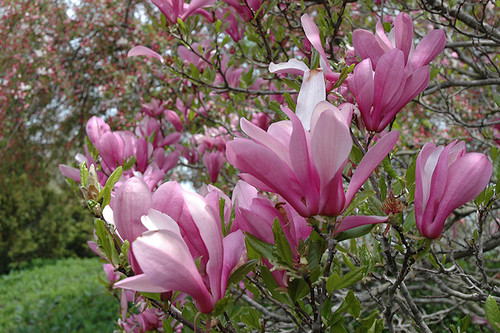 Magnolia DIS 'Ann' 3G