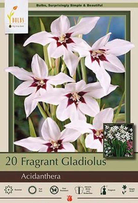 Abyssinian gladiolus Bulb
