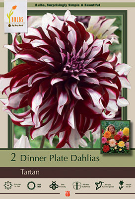 Dahlia Bulb 'Tartan'