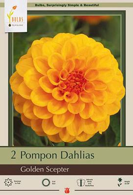 Dahlia Bulb 'Golden Scepter'