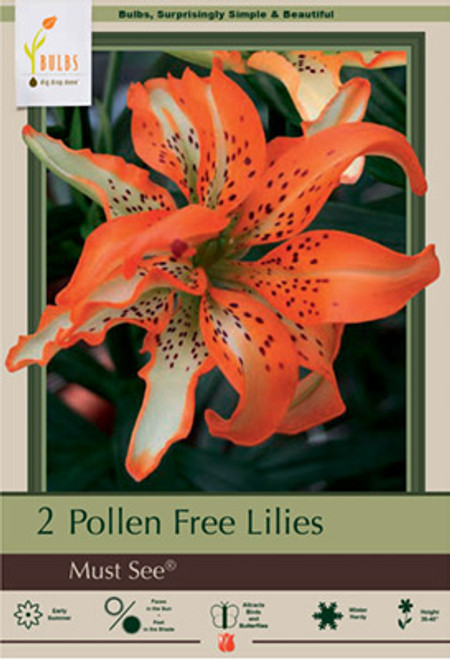 Asiatic Lily 'Must See Bulb