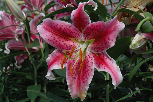Oriental Lily 'Stargazer' Bulb