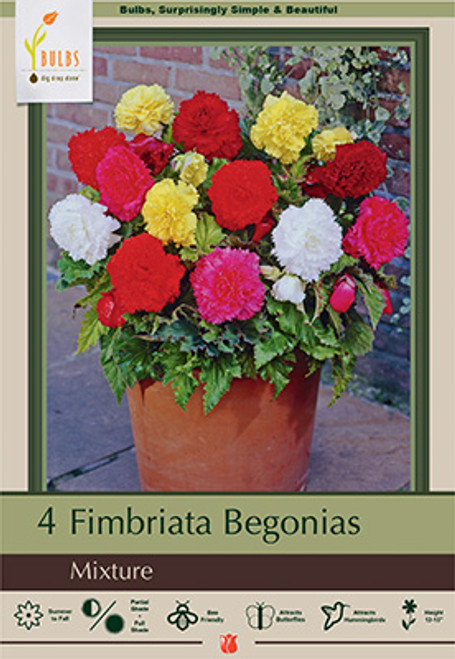 Begonia 'Fimbrata Mix' Bulb